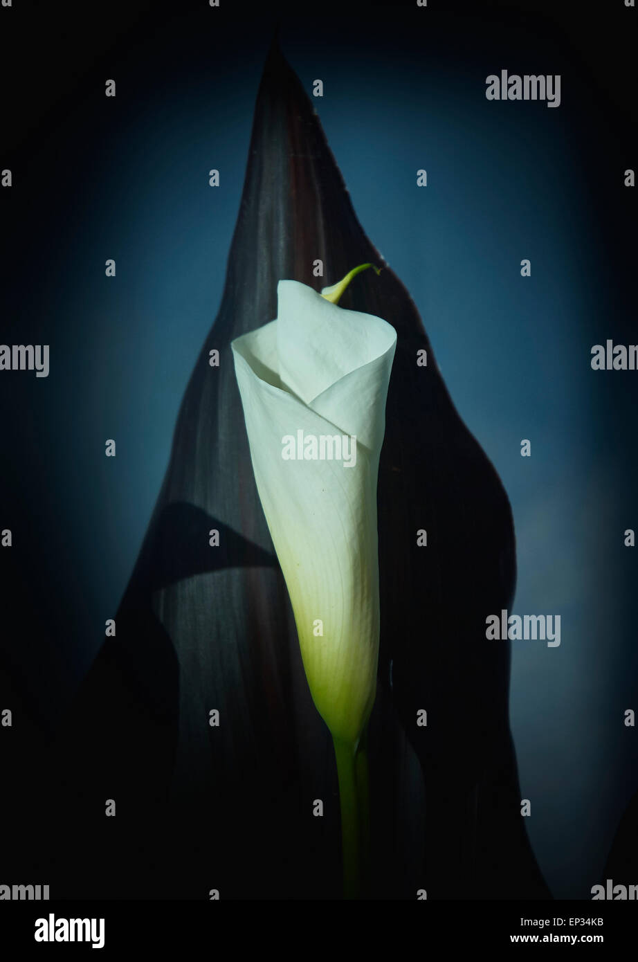 Still life images of lillies Stock Photo - Alamy