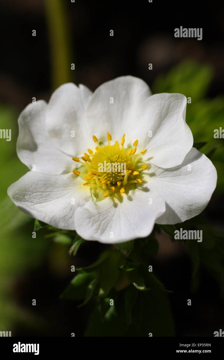 strawberry flower growing in the garden Stock Photo - Alamy