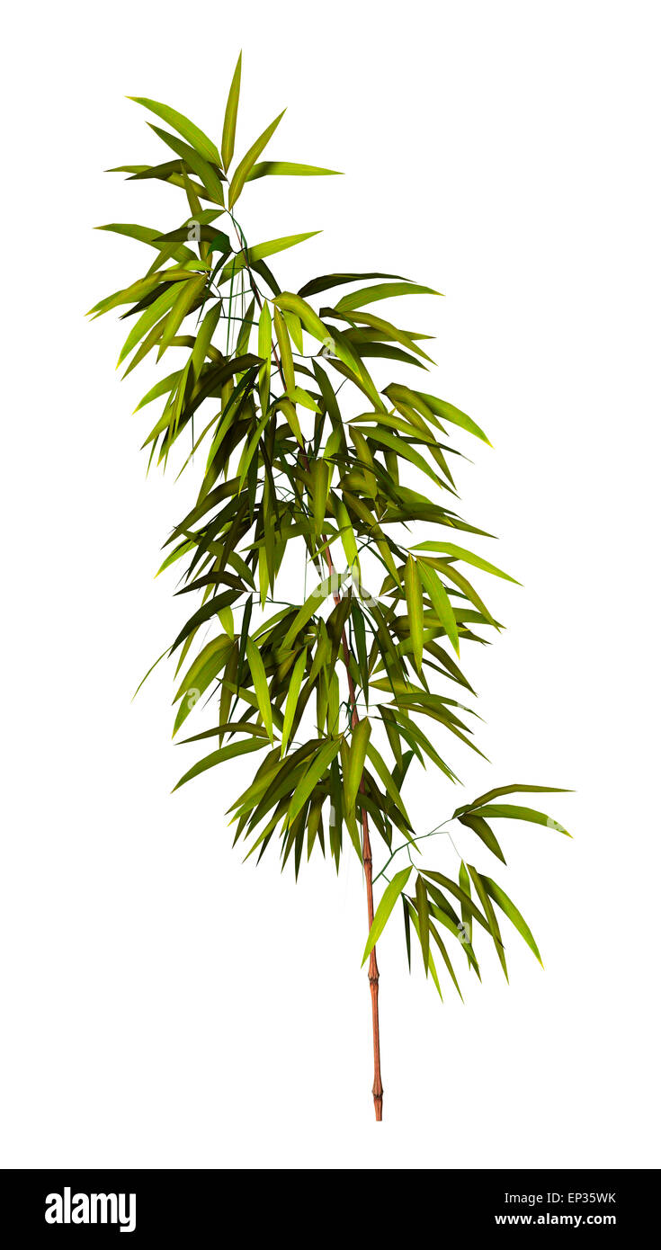 3D digital render of a bamboo tree isolated on white background Stock Photo