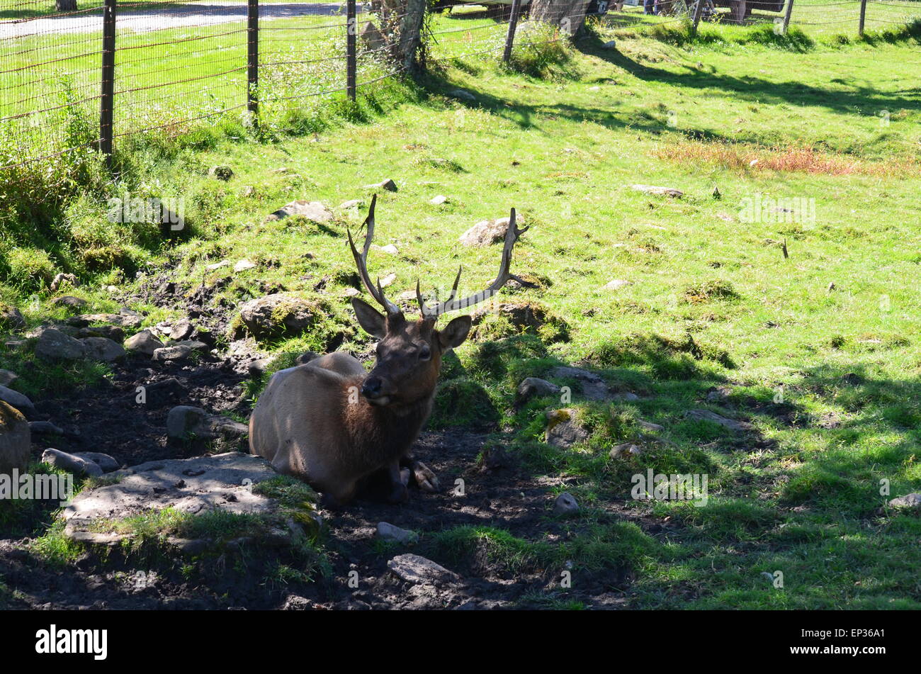 Laying Down Deer Warmies main image 1
