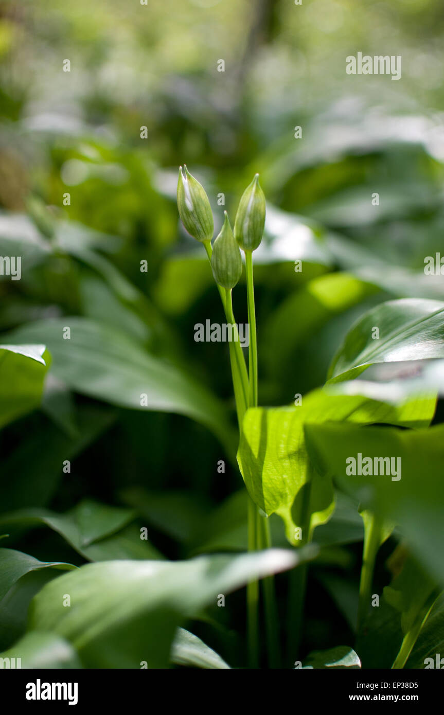 Wild Garlic blossom in woods in Chalford Gloucestershire. The long lush leaves are edible and
