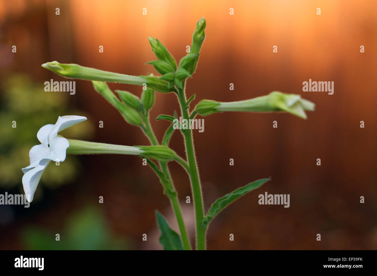 Top of flower stem on Aztec tobacco plant also known as nicotiana alata