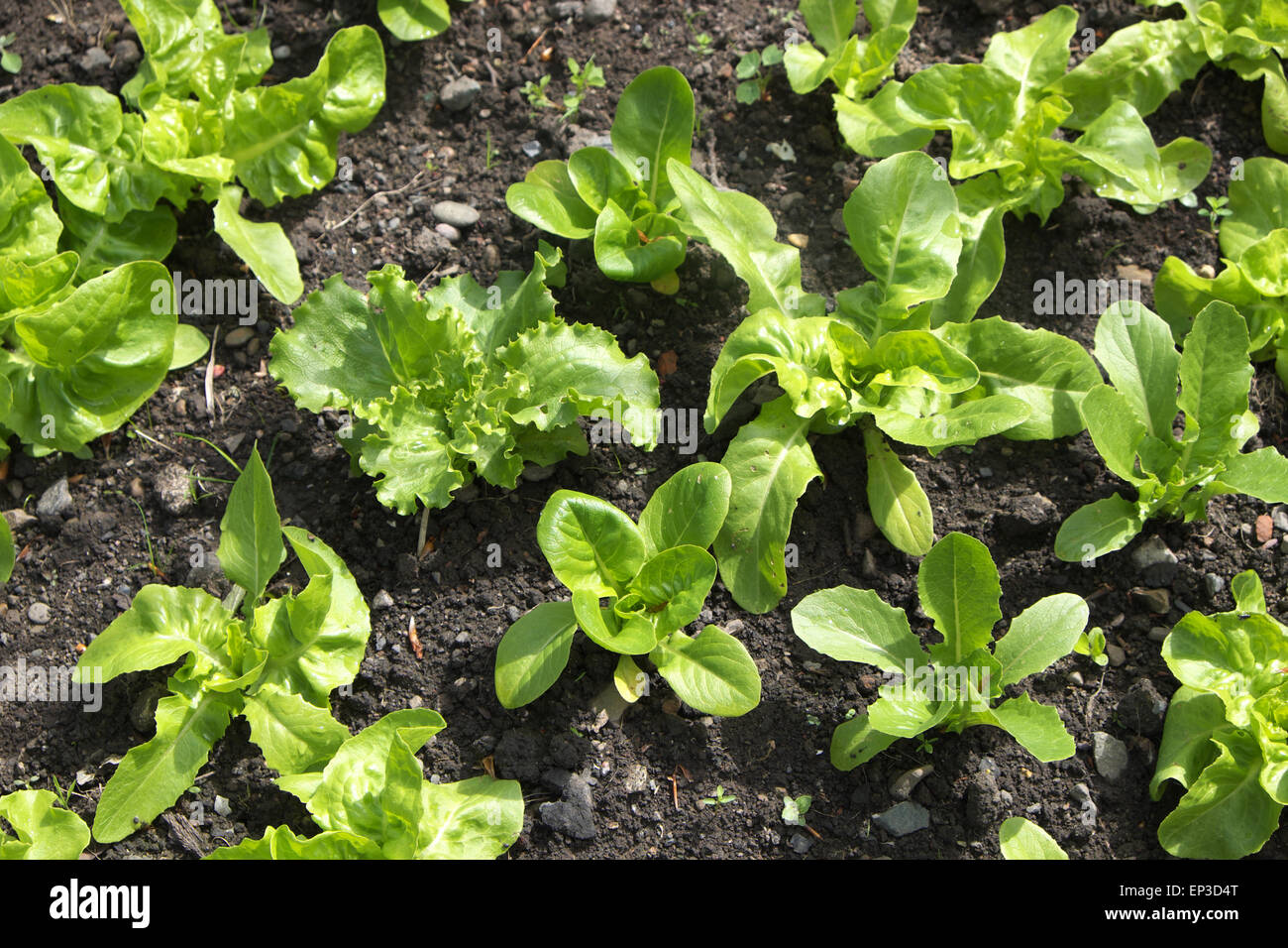 Lettuce lettuces plants growing in a garden allotment in UK May 2015 Stock Photo