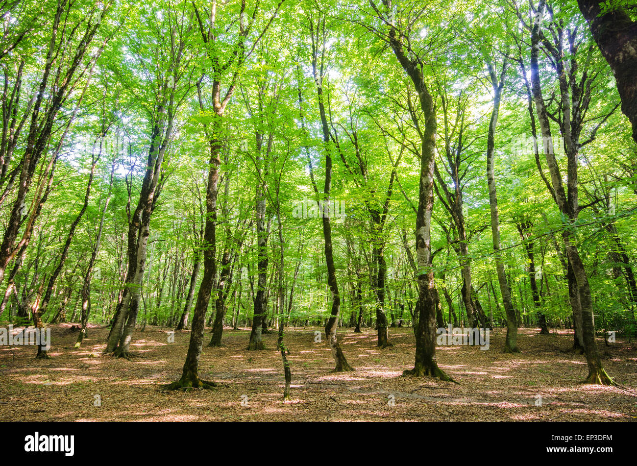 Green forest during bright summer day Stock Photo - Alamy