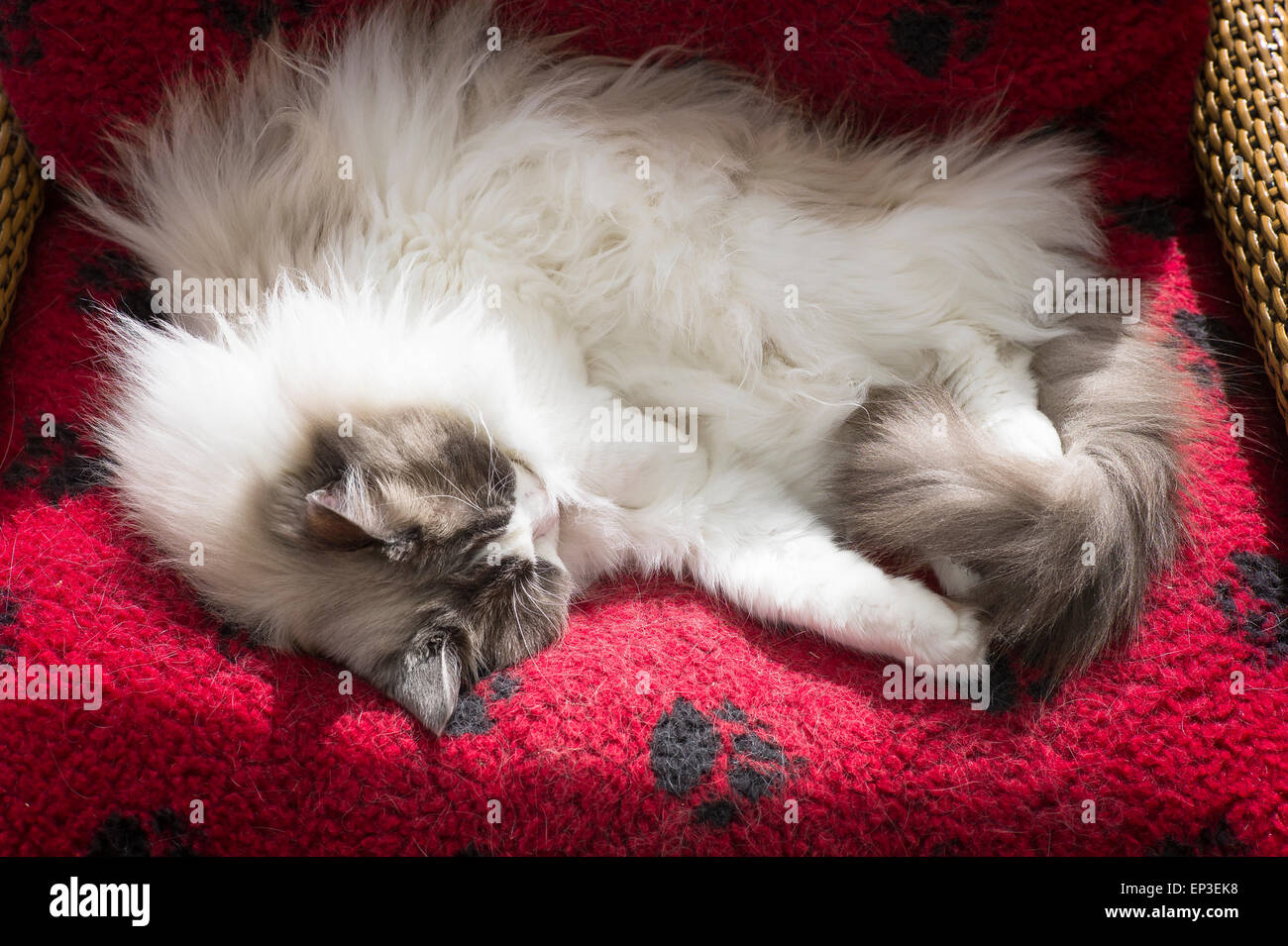 Ragdoll male cat asleep in hires stock photography and images Alamy