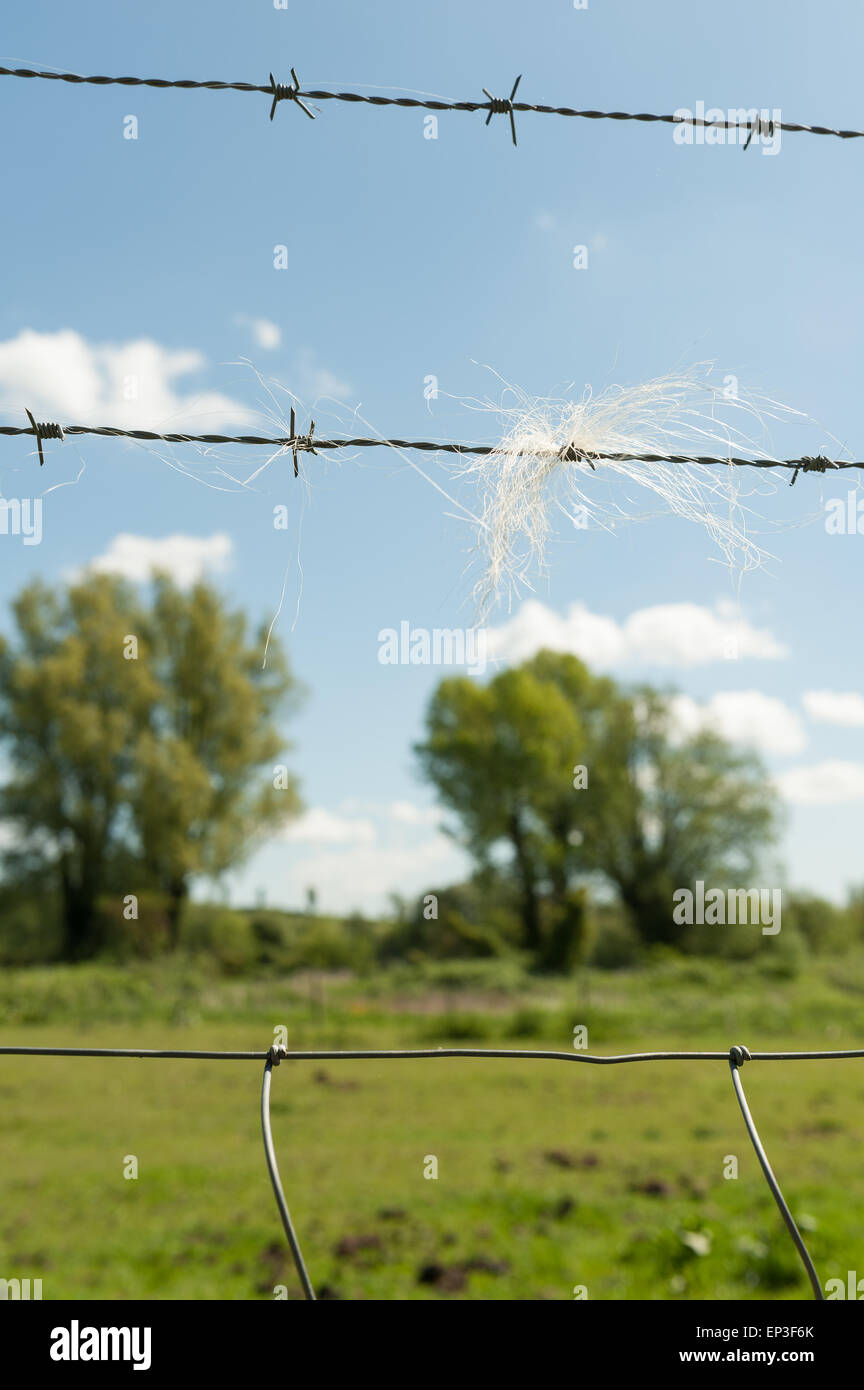 A deterrent sharp barbed wire fence on paddock field with trapped caught course  horse and pony mane hairs Stock Photo