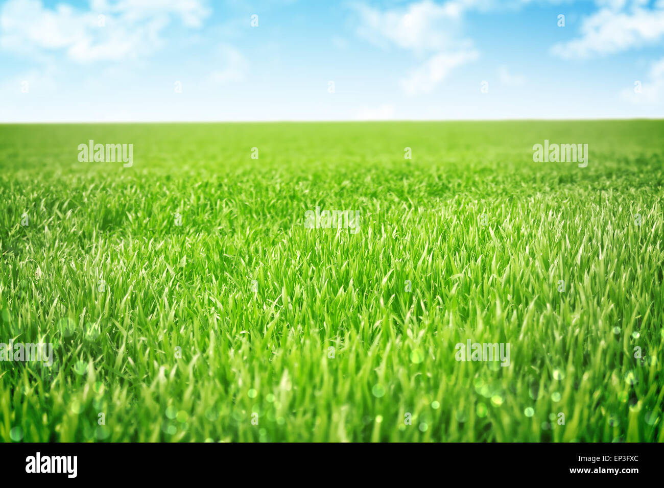 Sky and grass background, shallow field of view Stock Photo