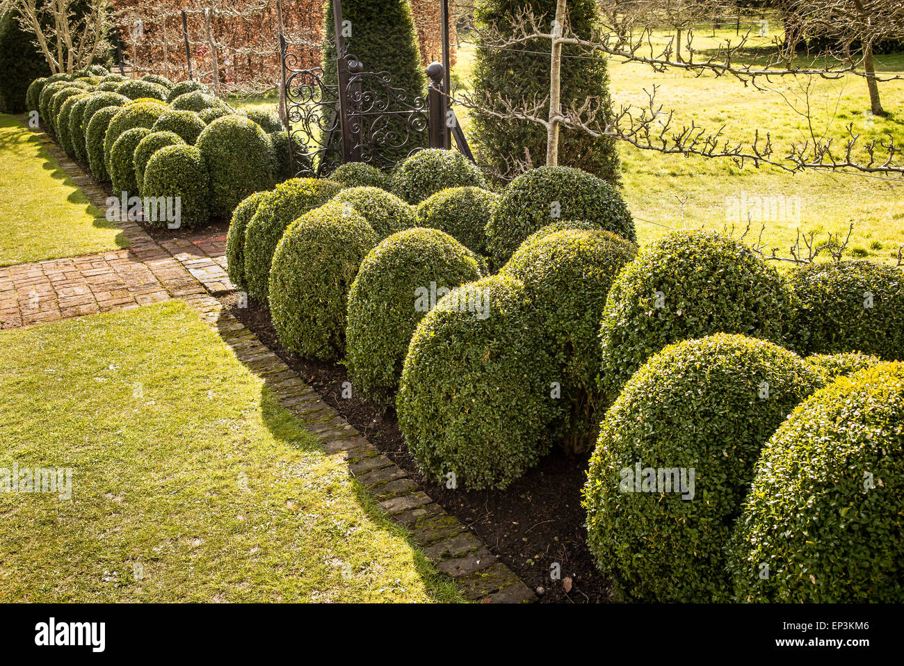Triple rows of shaped box topiary in The Courts garden UK Stock Photo