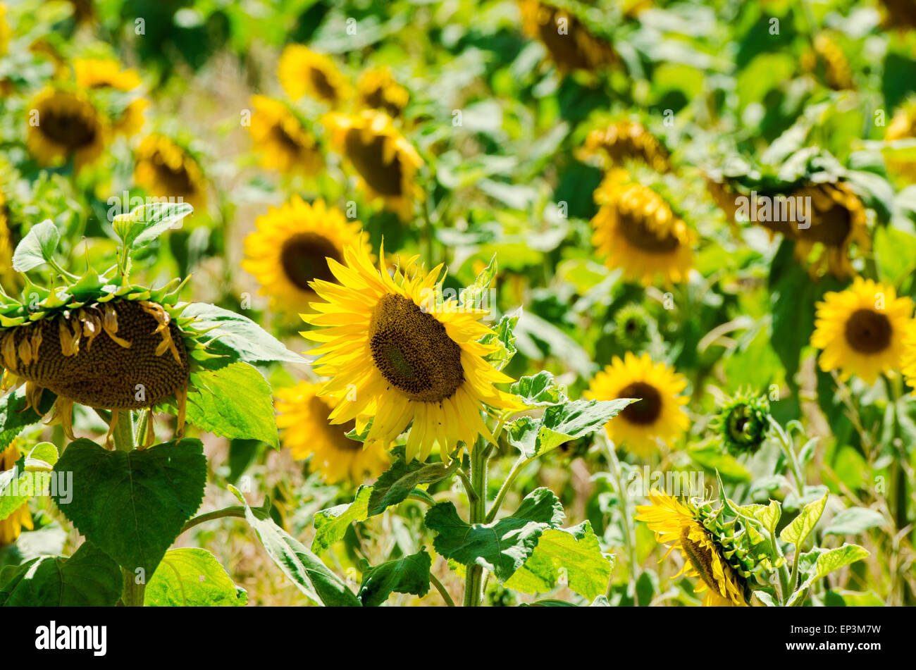 Sunflower field on bright summer day Stock Photo - Alamy
