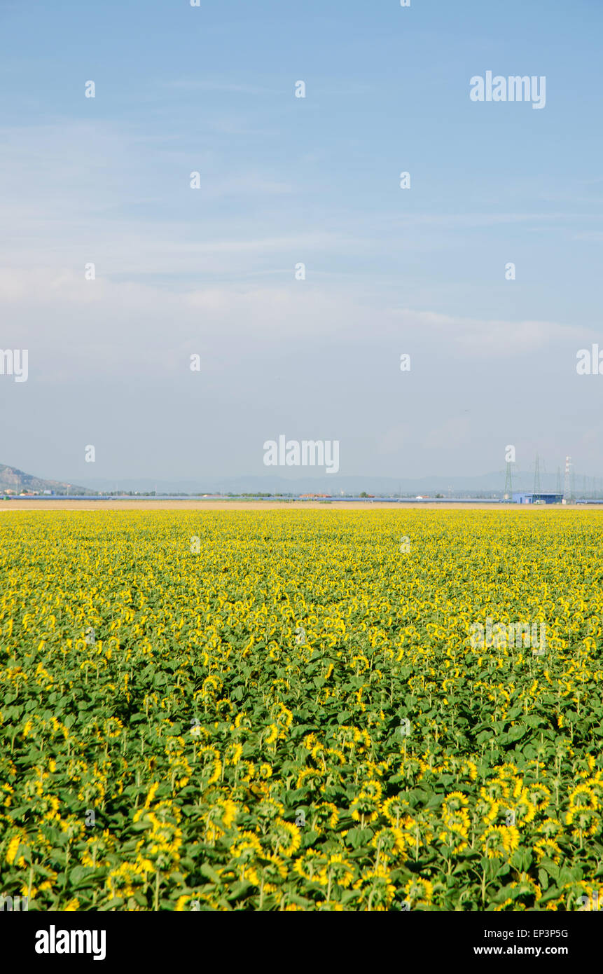 Sunflower field on bright summer day Stock Photo - Alamy
