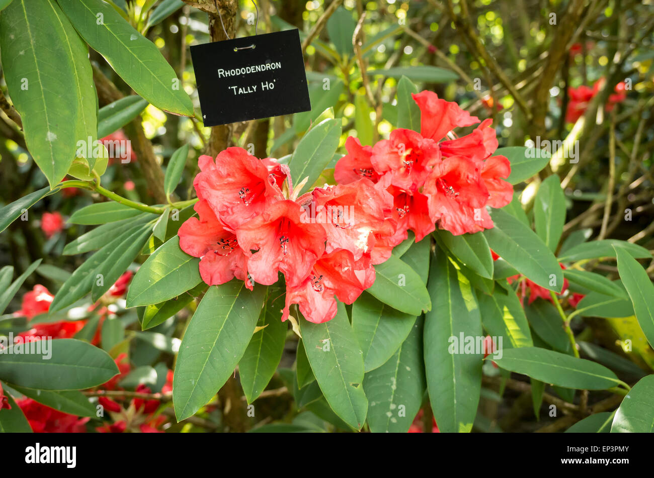 Rhododendron 'Tally Ho' in early summer Stock Photo