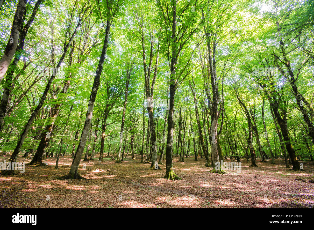 Green forest during bright summer day Stock Photo - Alamy