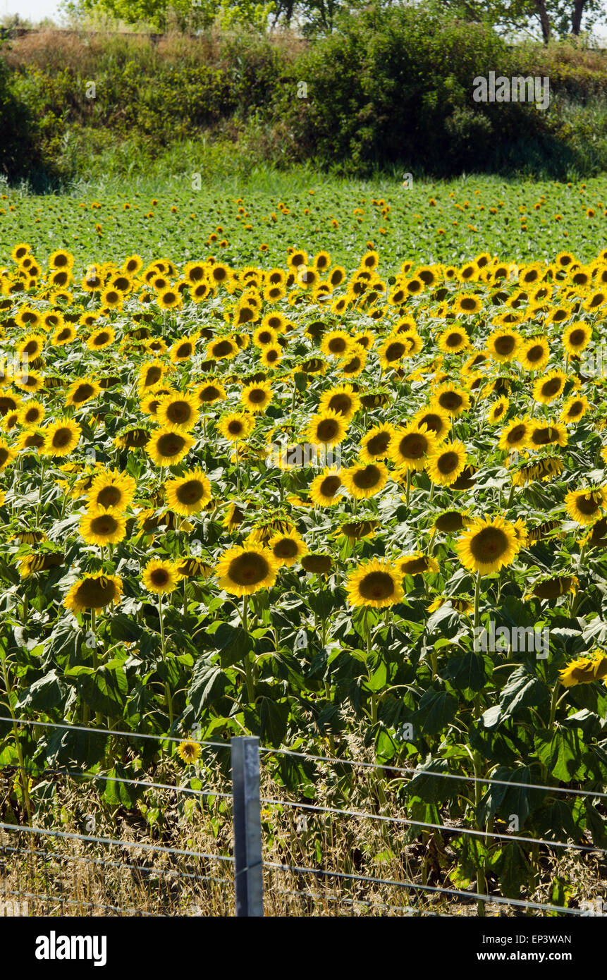 Sunflower field on bright summer day Stock Photo - Alamy