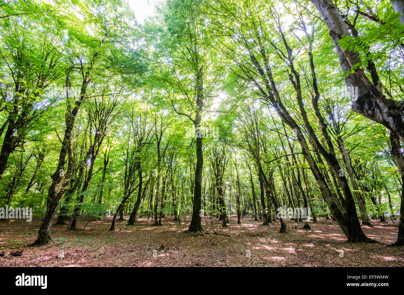 Green forest during bright summer day Stock Photo - Alamy