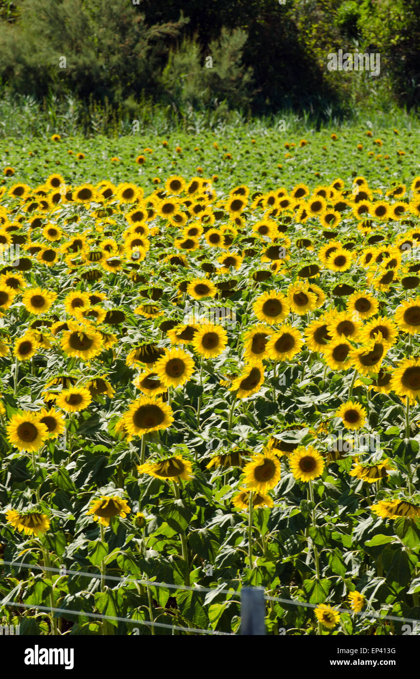 Sunflower field on bright summer day Stock Photo - Alamy