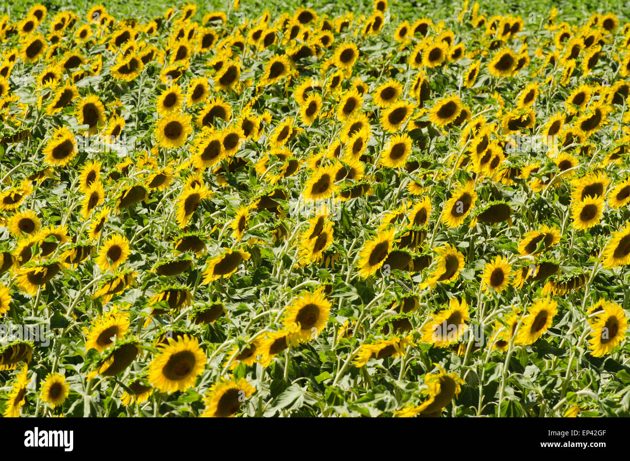 Sunflower field on bright summer day Stock Photo - Alamy