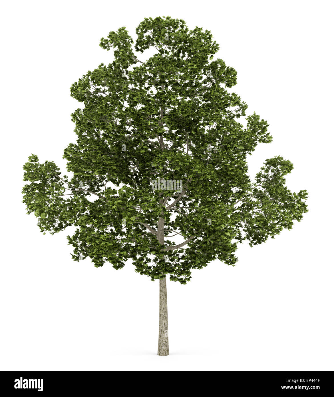 acer platanoides tree isolated on white background Stock Photo