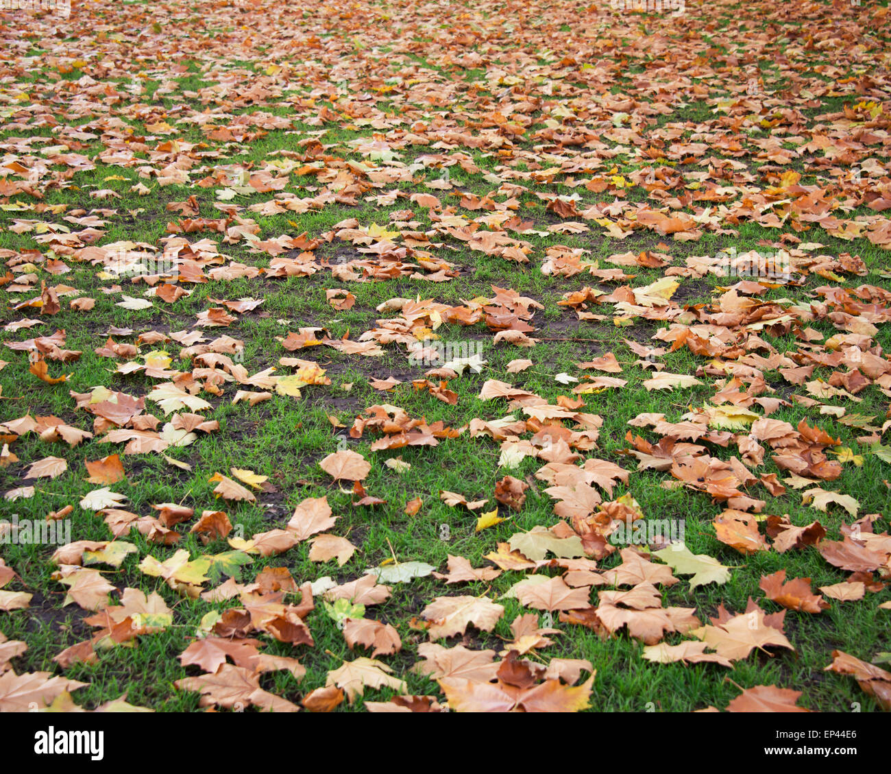 Fall autumn season in the forest Stock Photo - Alamy