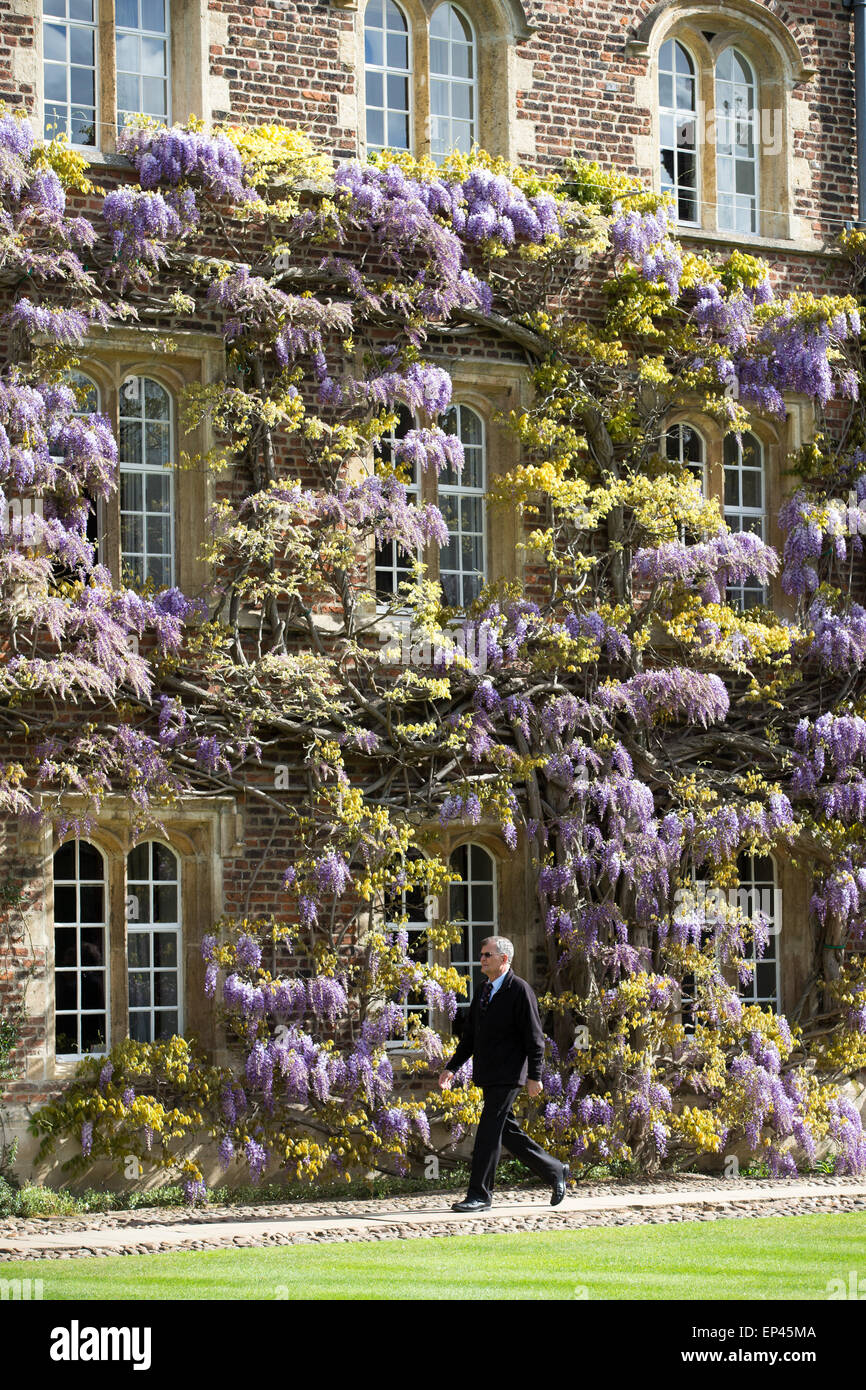 A porter at Jesus College Cambridge walking past the wall of wisteria in the First Court Stock Photo