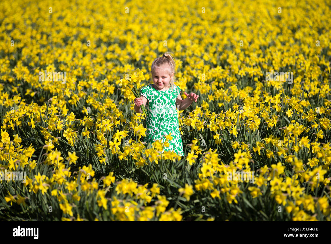 Three year old Isabelle Munton picking daffodils in a field in Spalding