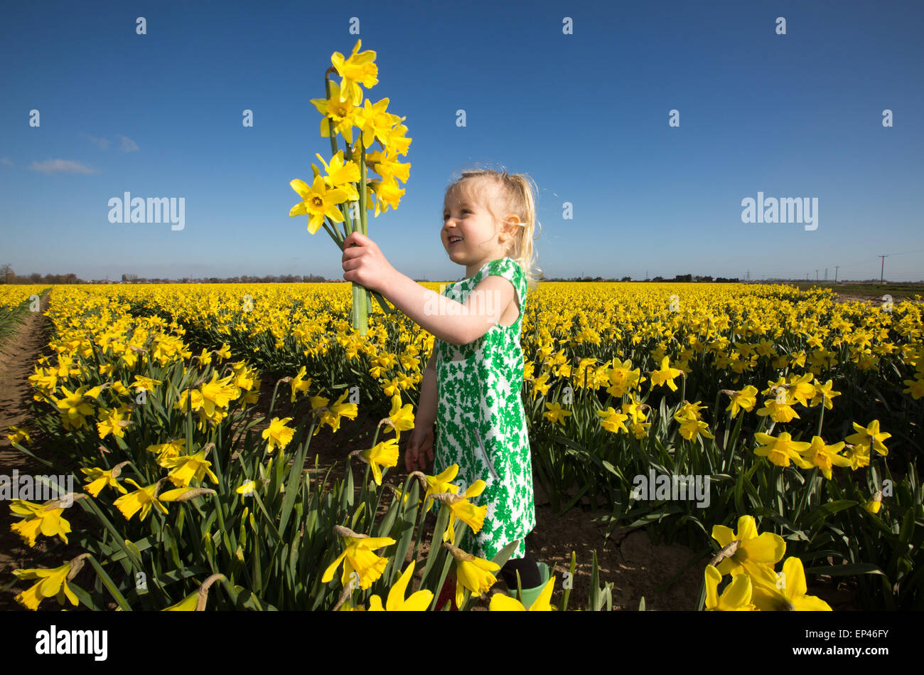 Three year old Isabelle Munton picking daffodils in a field in Spalding