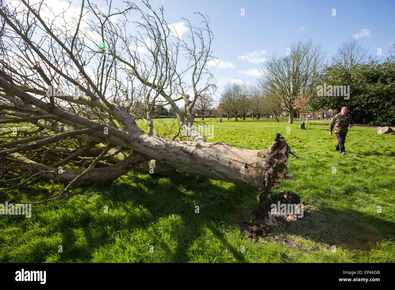 Tree blown over hires stock photography and images Alamy