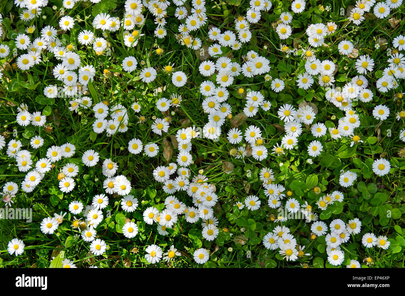 Daisies and clover on a meadow. Stock Photo