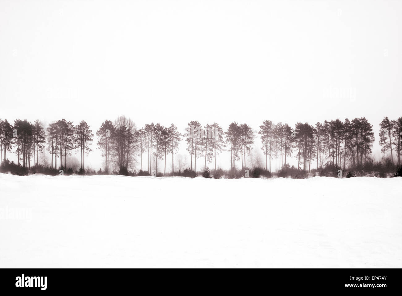 Row of trees in a Snow Blizzard Stock Photo - Alamy