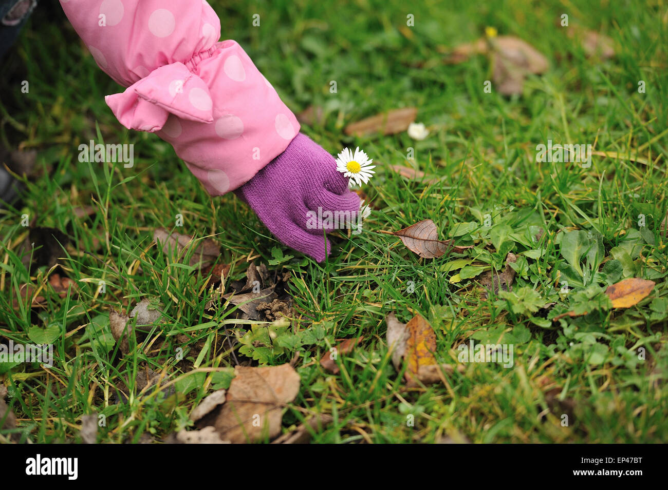 Girl picking a daisy Stock Photo Alamy