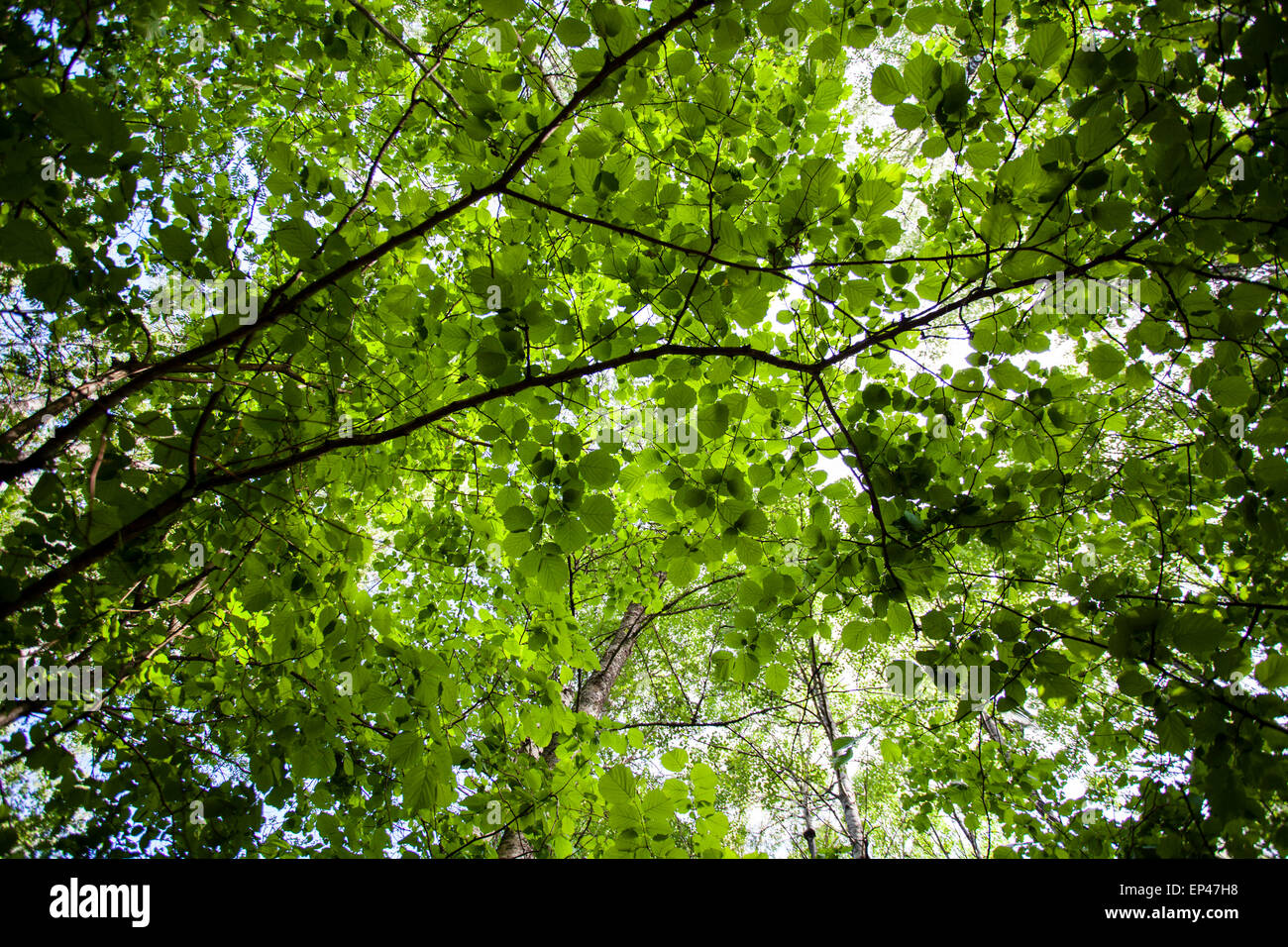 Common hazel foliage (Corylus avellana) Stock Photo