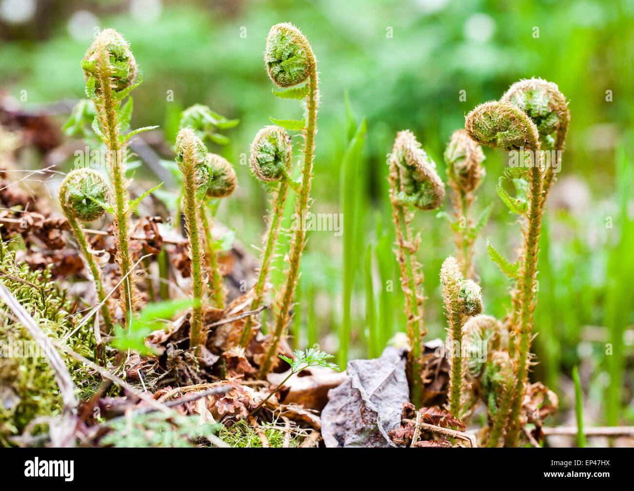 Male fern young shoots (Dryopteris filix-mas) Stock Photo