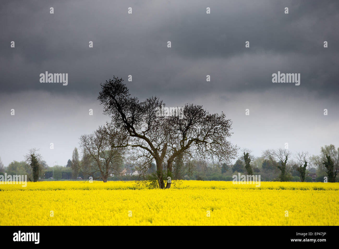 Thunder clouds cambridgeshire hi-res stock photography and images - Alamy