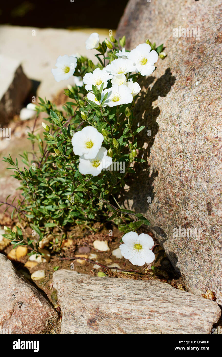 Arenaria Montana Mountain Sandwort Flowering In A Garden On The Edge 