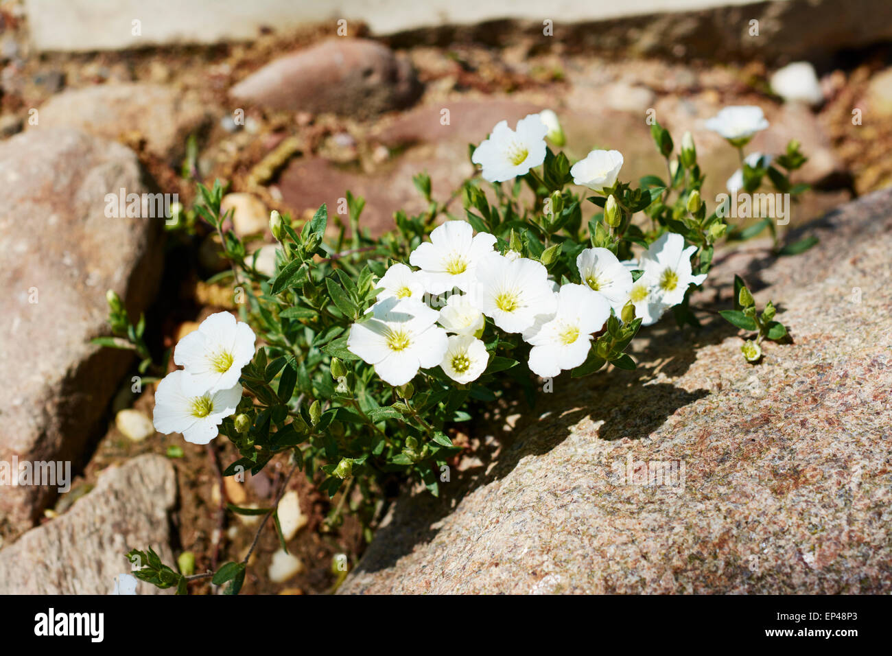 Arenaria montana (Mountain sandwort) flowering in a garden on the edge of a pond. Stock Photo