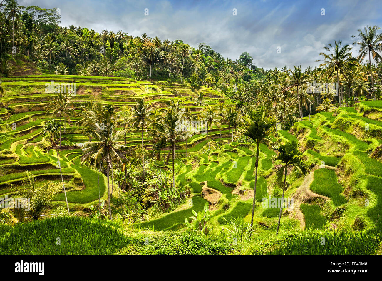 Bali Photo Rice Bali plant hi-res stock photography and images - Alamy