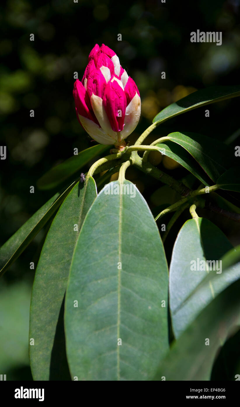 Rhododendron in bud Stock Photo