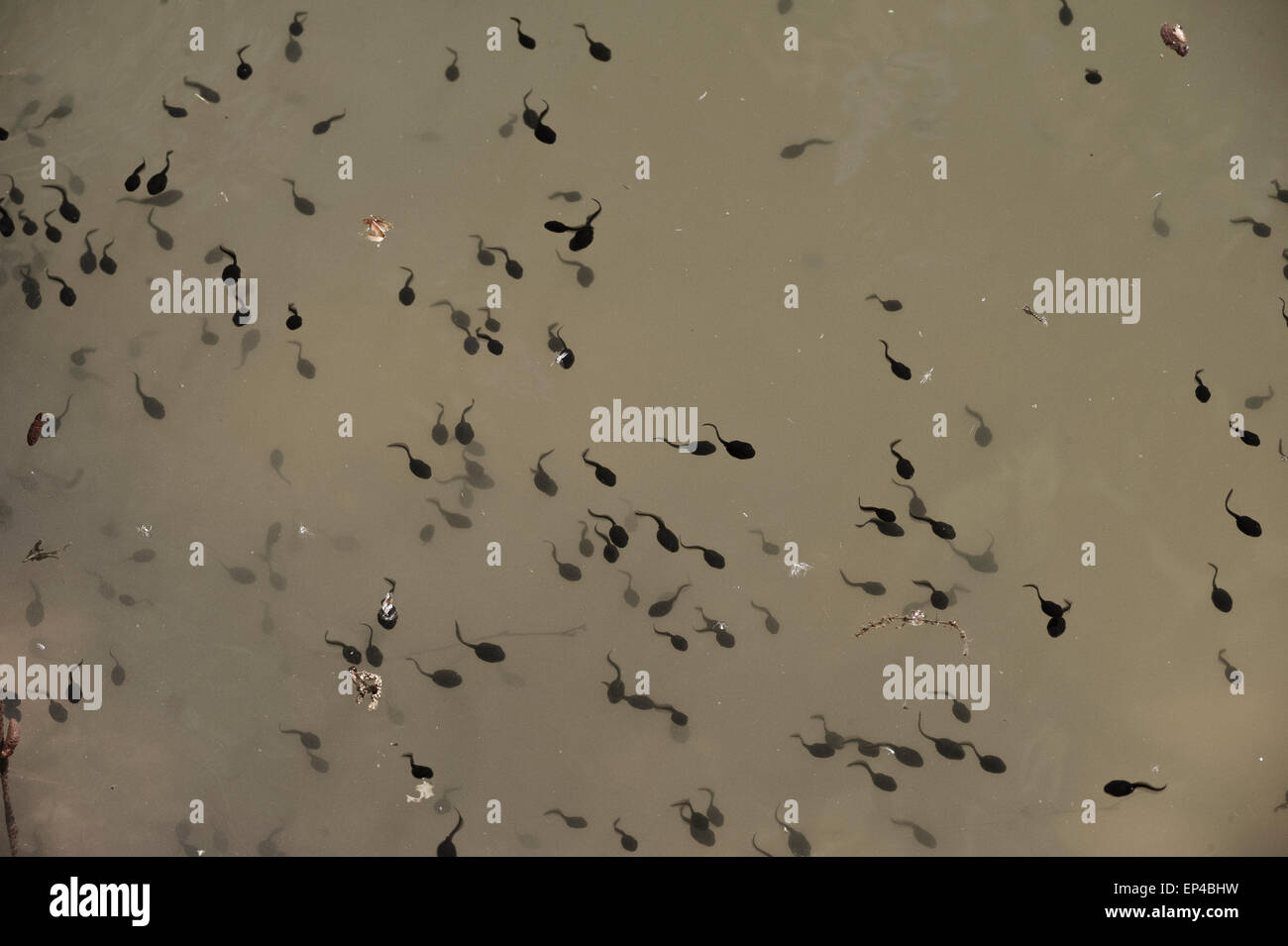 Tadpoles in a freshwater lake Stock Photo