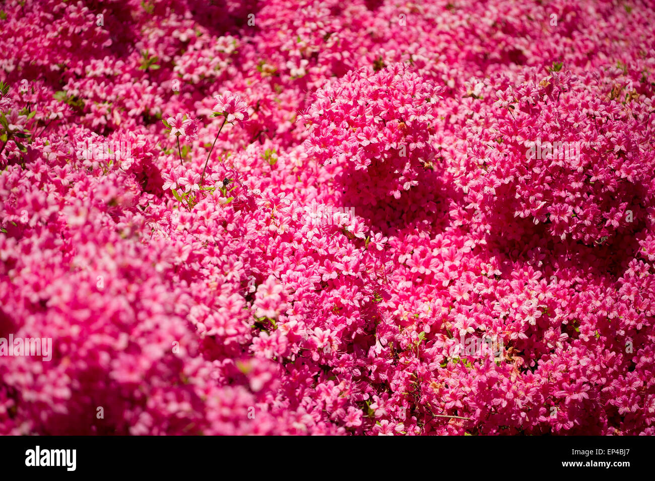 Rhododendron 'Hinomayo' Stock Photo