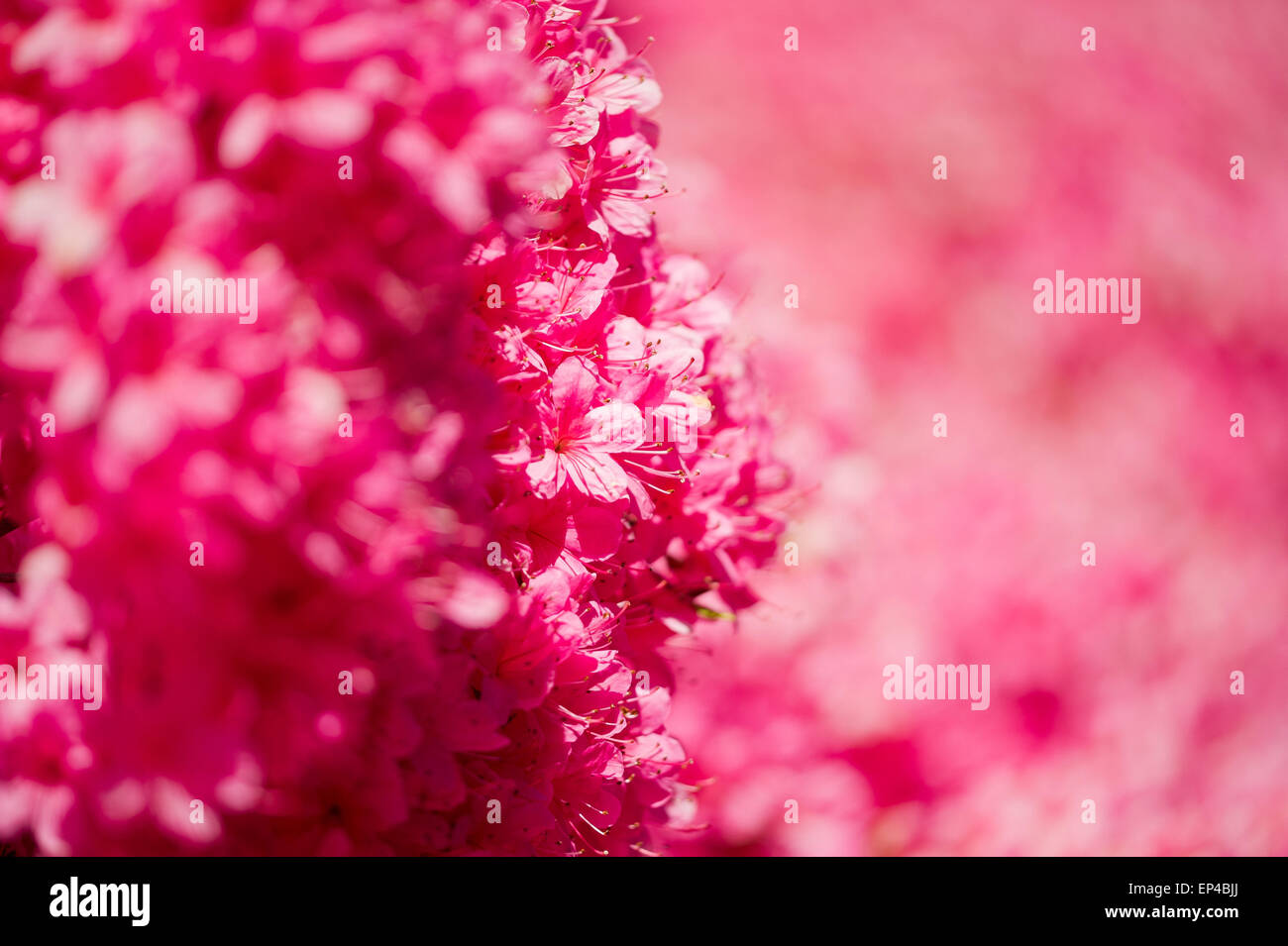 Rhododendron 'Hinomayo' Stock Photo