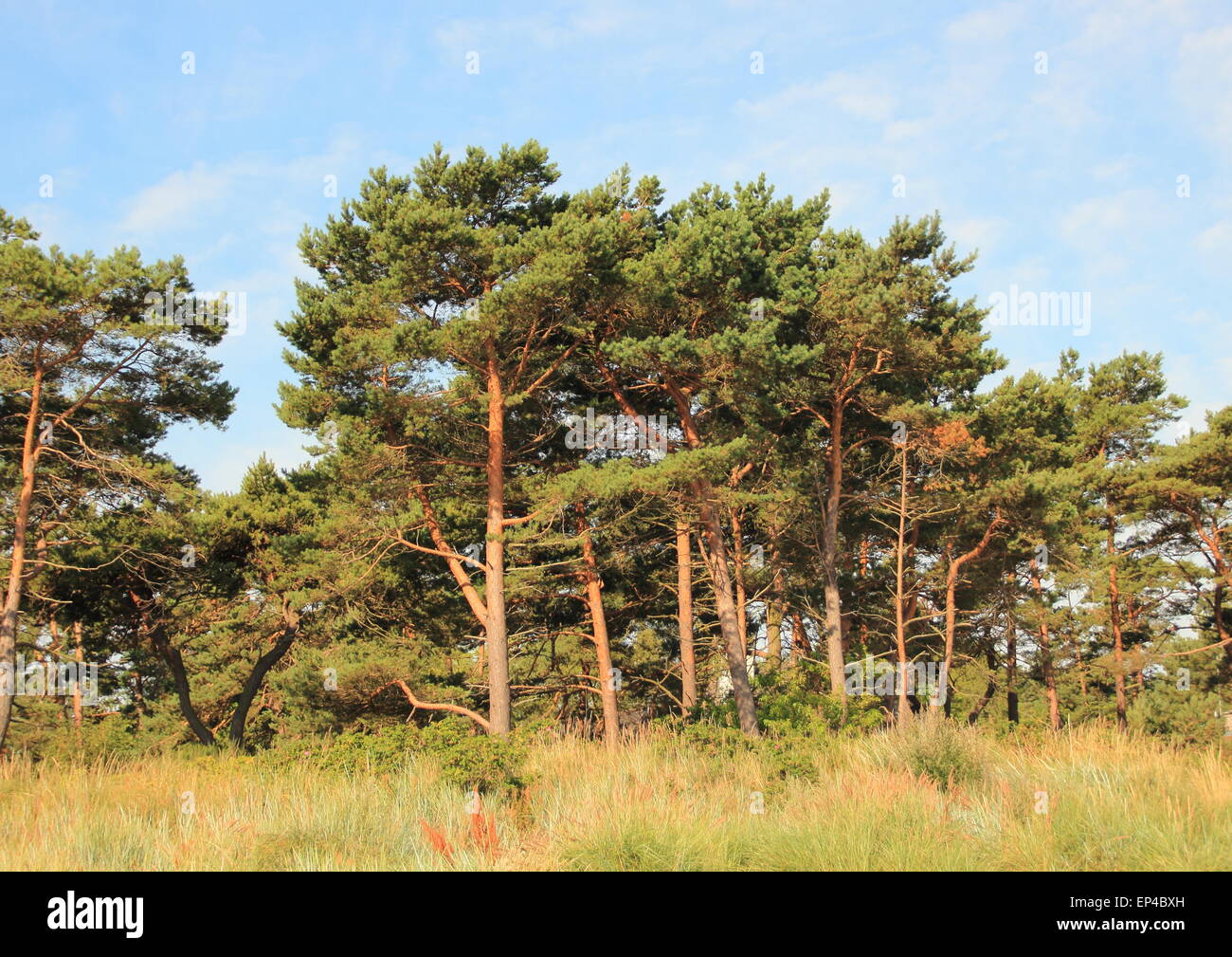 Forest of pine trees and wild leymus weed Stock Photo