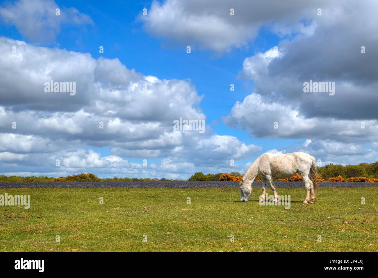 wild ponies in the New Forest, Hampshire, UK Stock Photo