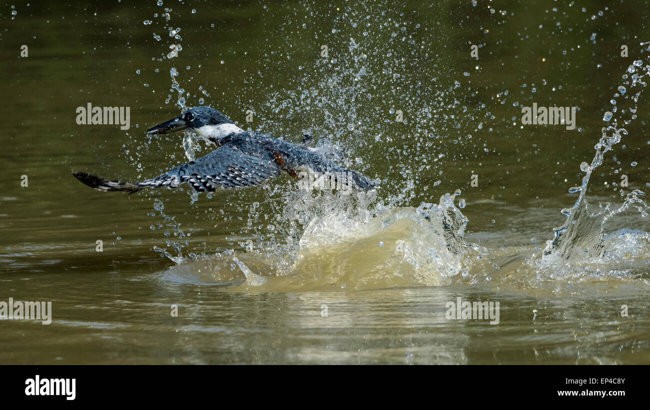 Ringed kingfisher (Megaceryl torquata) catches a small fish, Pixaim River, Pantanal, Brazil Stock Photo