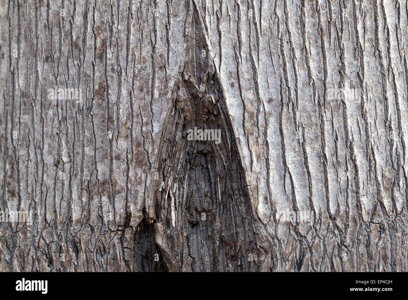 Patterns in the bark of a Queen Palm tree Stock Photo