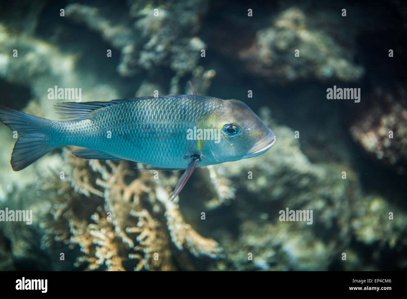A side view of a Bigeye emperor Monotaxis grandoculis in red sea. Corals behind the fish Stock Photo
