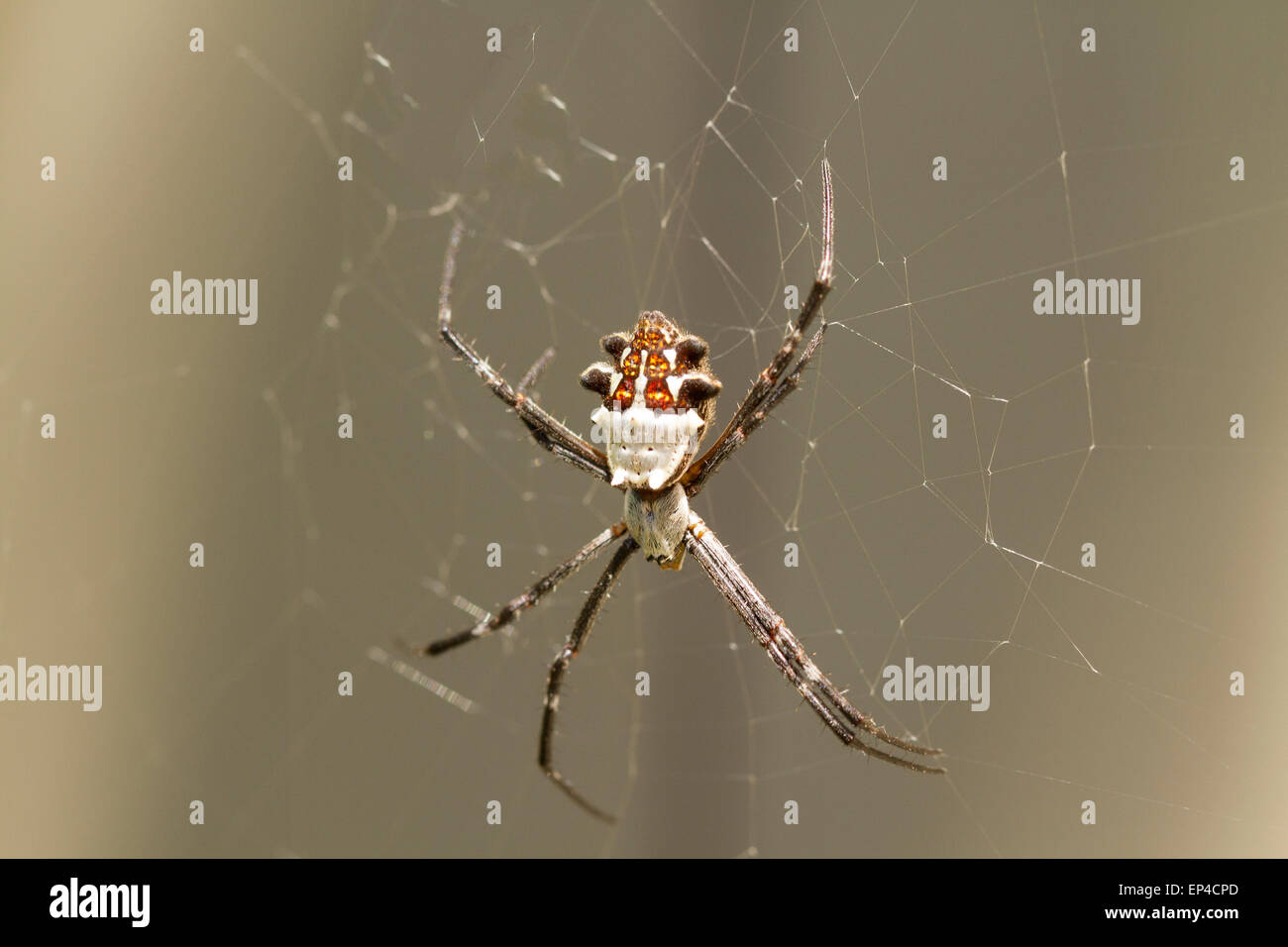 Silver Backed spider in web waiting for insects to be caught Stock Photo