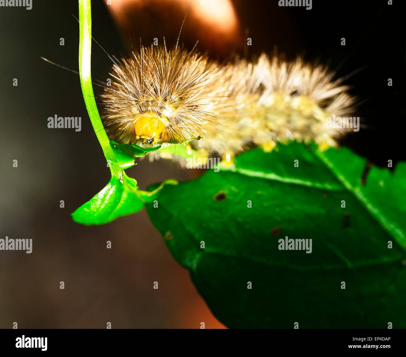 Hairy caterpillar hi-res stock photography and images - Alamy