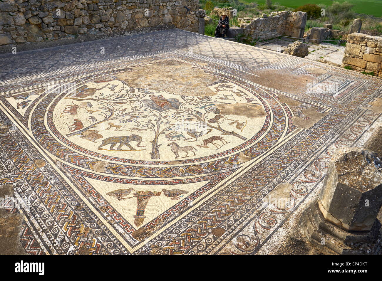 Volubilis, ancient Roman city in Zerhoun Mountains, near Fes. View to the floor mosaic in Orpfeus house. Morocco Stock Photo