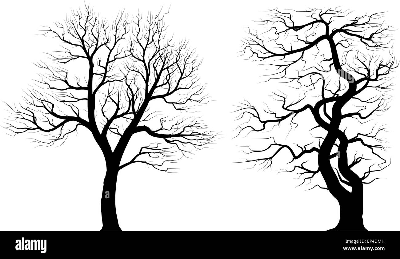 Silhouettes of old huge trees over white background. Black and white vector illustration. Stock Vector