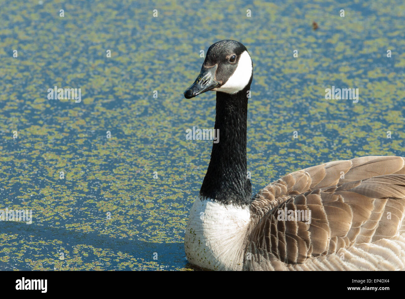 Lois lake hi-res stock photography and images - Alamy