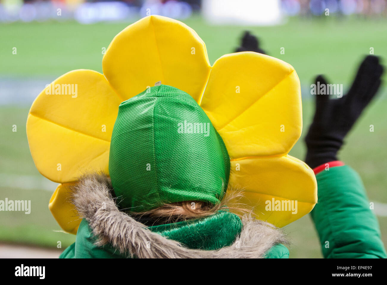 Principality Stadium.Wales, female, woman, fan,dressed, daffodil, costume, national flower of, Wales, at rugby match, Wales v New Zealand. All Blacks, Stock Photo